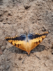 Charaxes saturnus saturnus