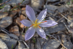 Crocus thomasii