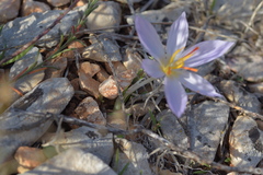 Crocus thomasii