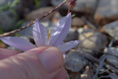 Crocus thomasii
