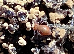 Ptenothrix unicolor