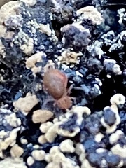 Ptenothrix unicolor