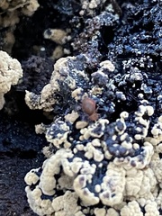 Ptenothrix unicolor