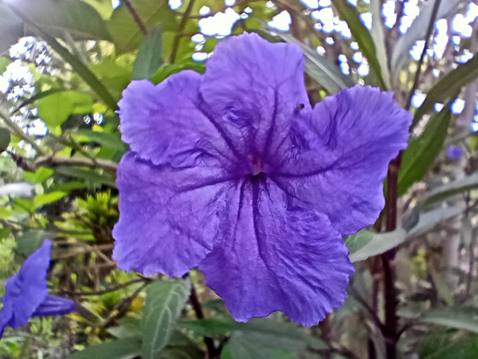 Ruellia image