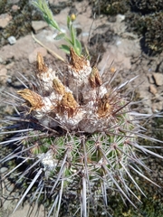 Parodia mammulosa