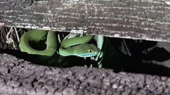 Trimeresurus macrops