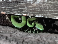 Trimeresurus macrops