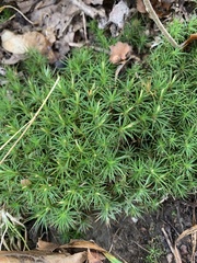Polytrichastrum ohioense