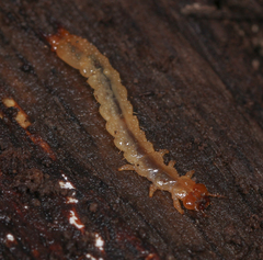 Pyrochroidae