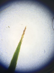 Polytrichastrum ohioense