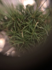 Polytrichastrum ohioense