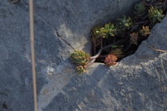 Petrosedum ochroleucum