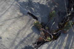 Petrosedum ochroleucum