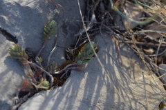 Petrosedum ochroleucum