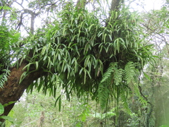 Liparis condylobulbon