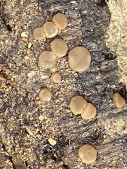 Adelphella babingtonii