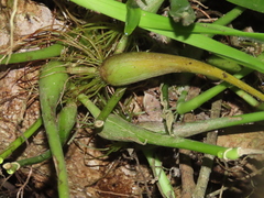 Liparis condylobulbon