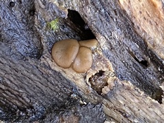 Adelphella babingtonii