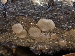 Adelphella babingtonii