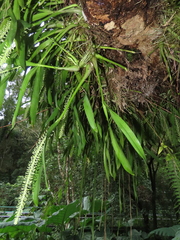 Liparis condylobulbon