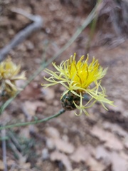 Centaurea salonitana