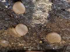 Adelphella babingtonii