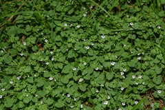 Clinopodium brownei