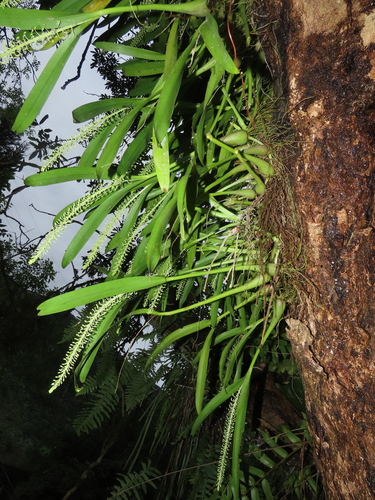 Image of Liparis condylobulbon by (c) chiuluan, some rights reserved (CC BY)