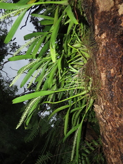 Liparis condylobulbon