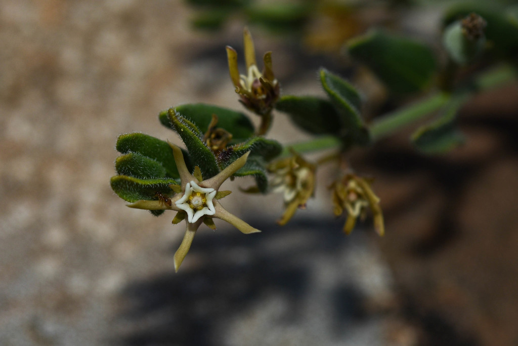 Oxypetalum microphyllum