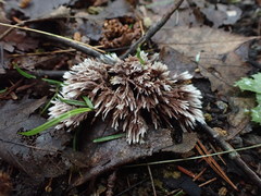 Thelephora penicillata