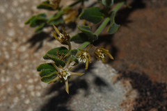 Oxypetalum microphyllum