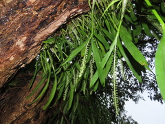 Liparis condylobulbon