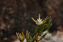 Oxypetalum microphyllum