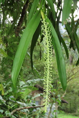 Liparis condylobulbon