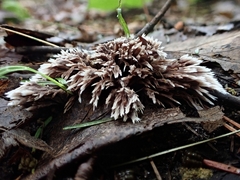 Thelephora penicillata