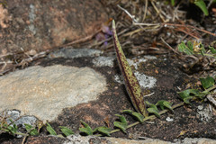 Oxypetalum microphyllum