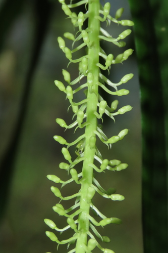 Image of Liparis condylobulbon by (c) chiuluan, some rights reserved (CC BY)