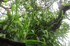 Liparis condylobulbon