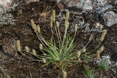 Plantago brasiliensis