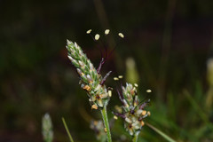 Plantago brasiliensis