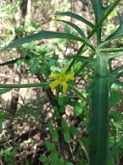 Cucurbitella asperata