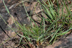 Plantago brasiliensis