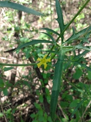Cucurbitella asperata