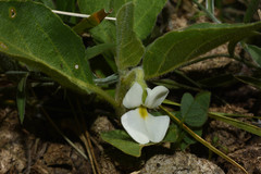 Hybanthus nanus