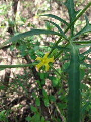 Cucurbitella asperata