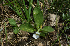 Hybanthus nanus