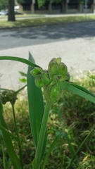 Tradescantia gigantea