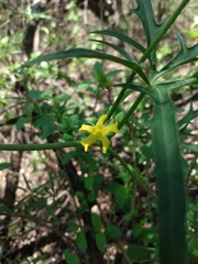 Cucurbitella asperata