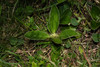 Ditaxis rhizantha - Photo (c) Ary Mailhos, algunos derechos reservados (CC BY-NC), subido por Ary Mailhos